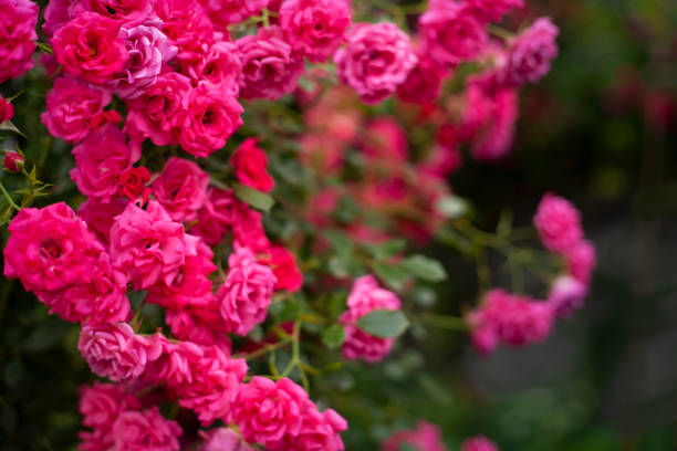 istock Beautiful flowers pink roses on the sun 1275604525