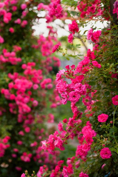 istock Beautiful flowers pink roses on the sun 1275606885