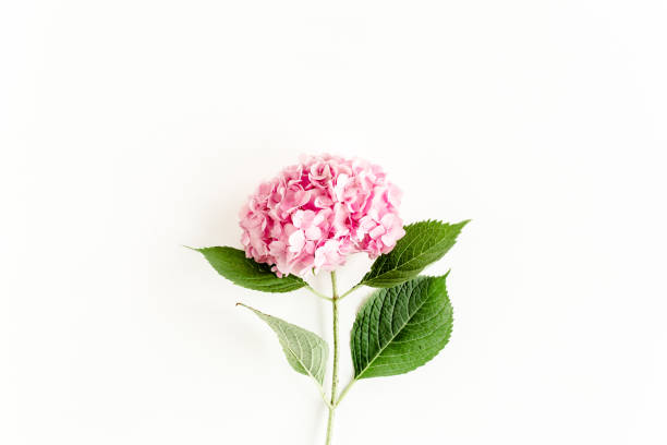 istock Beautiful, pink hydrangea flower on white background. Floral concept. Flat lay, top view 1275607534