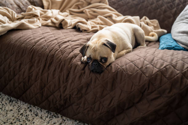 istock Pug puppy laying on a sofa 1275610095