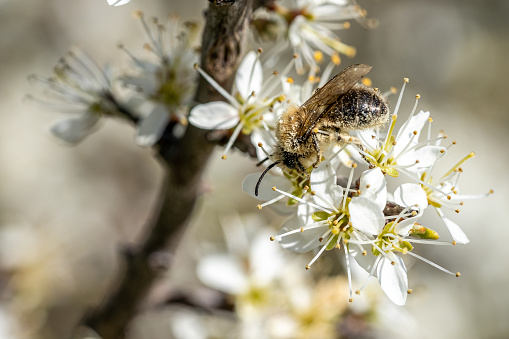 close-up image of a silk bee collecting pollen from a flowering tree in hesse, germany during springtime