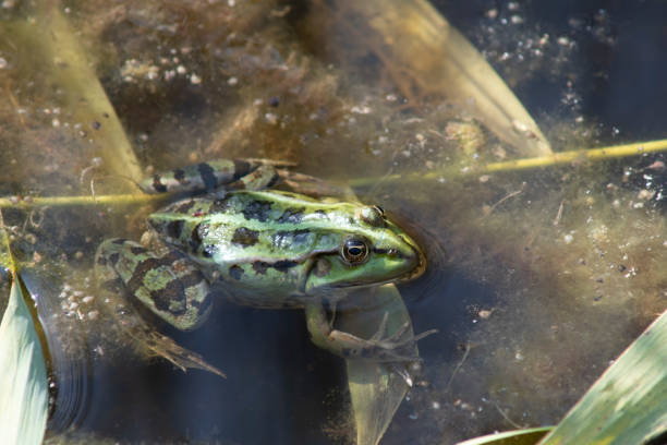 istock Green freshwater frog standing on water 1275619026