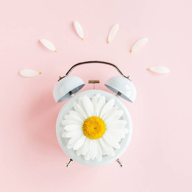 istock Composition-summer time from clock and chamomile flowers on pink background. Flat lay, top view 1275620348