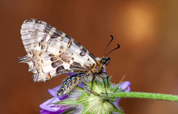 istock Macro shots, beautiful butterfly 1275623865