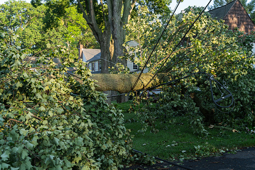 A fallen tree is barricaded the street in a small town in New Jersey after a storm.