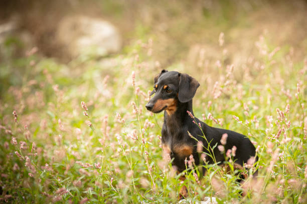 istock Small dachshund in the grass 1275629295