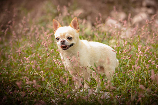 istock chihuahua in the herbs 1275630194
