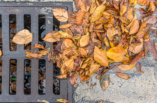 Storm drain partially blocked by fallen leaves on a rainy day.