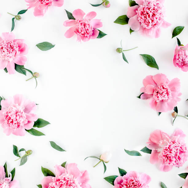 istock Frame of pink peony flowers with space for text on white background. Peony texture. Flat lay, top view 1275637465