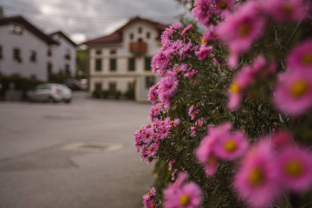 Pink flowers on a bush in an old village square. Detail of a flower petal on a bush.
