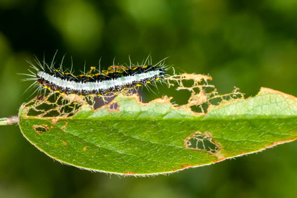 istock Close up beautiful caterpillar of butterfly 1275642636