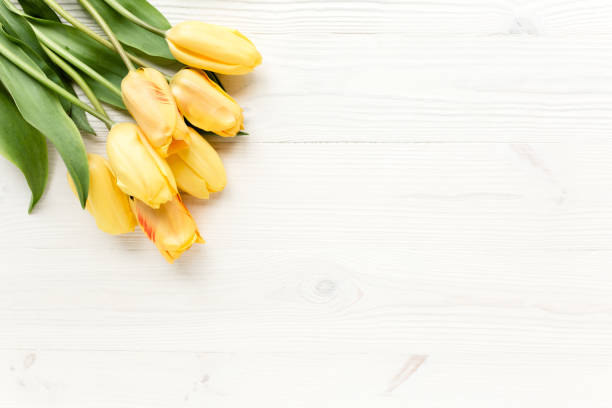 istock yellow tulips isolated on a white, wooden background. lay flat, top view 1275643482