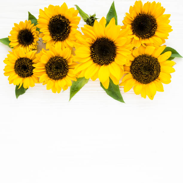 istock Beautiful with yellow sunflower on white background. Floral pattern. Flat lay, top view. Frame of flowers. Flowers texture 1275648441