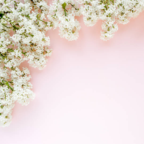 istock Beautiful white lilac on a pink background 1275651672