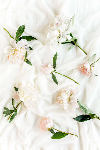 istock Pattern of pink and beige peony flowers. Peony texture. Flat lay, top view 1275660503