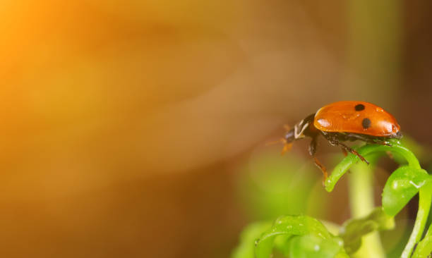 istock Macro view of ladybug sitting on the green leaf. 1275662708