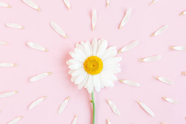 istock Chamomile flower beautiful and delicate on pink background 1275663728