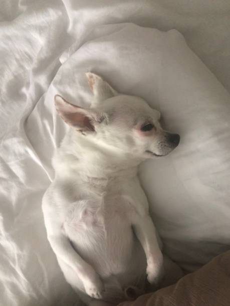 istock The little chihuahua is sleepy 1275667733