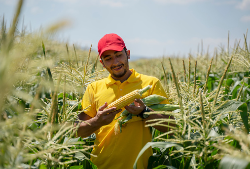 Young farmer working and examining corn plants in the farm