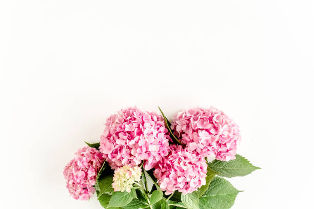 istock Beautiful, pink hydrangea flower on white background. Floral concept. Flat lay, top view 1275673962