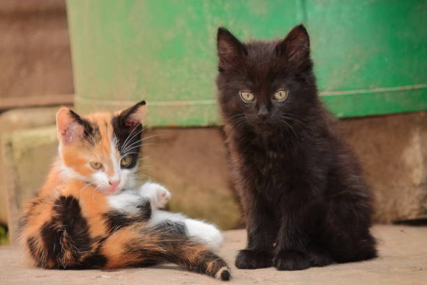 istock fluffy black and ginger kitten playing in the street 1275674965