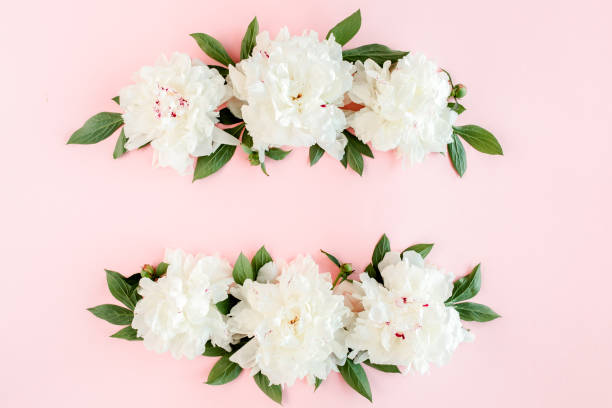 istock Frame of white peony flowers with space for text on pink background. Peony texture. Flat lay, top view 1275675687