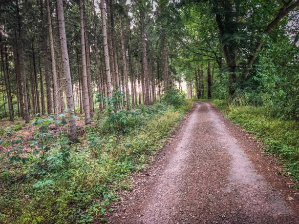 istock A beautiful footpath through the forest in summer in Germany. 1275676165