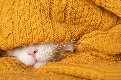 A funny sleepy cat is preparing for a cold autumn, winter. Beautiful white muzzle of a cat with pink nose and long mustache sticks out of a warm blanket, sweater. Home comfort concept, heating season.