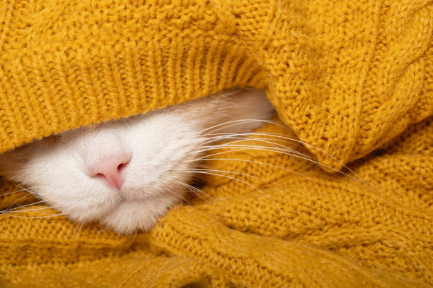 istock A funny cat is preparing for a cold autumn, winter. A beautiful white muzzle of a cat with a pink nose and long mustache sticks out of a warm blanket, sweater. Home comfort concept, heating season 1275676718