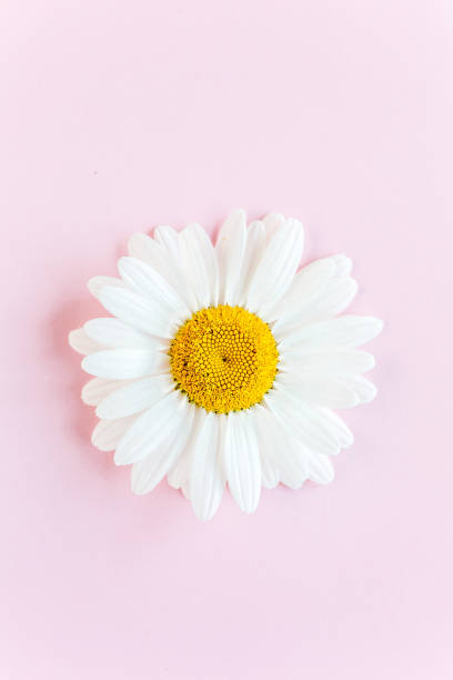 istock Chamomile flower beautiful and delicate on pink background 1275676802