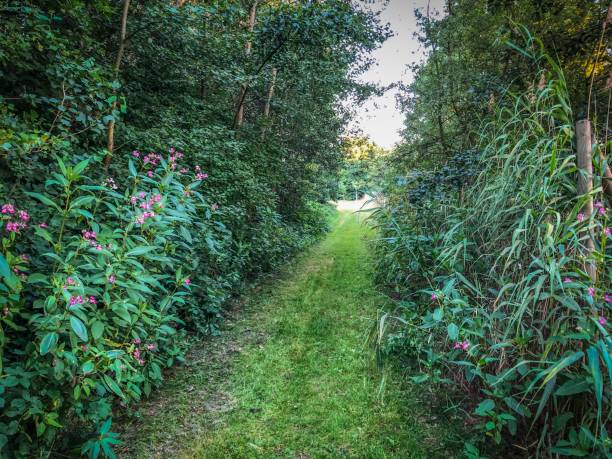istock A beautiful footpath through the forest in summer in Germany. 1275676890