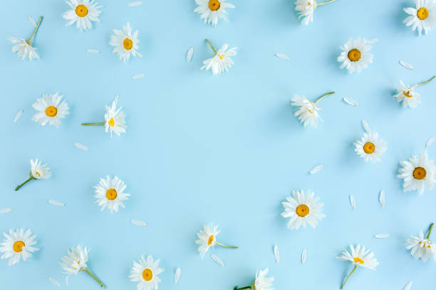istock Frame made of chamomiles, petals, leaves on blue background. Flat lay, top view 1275676907