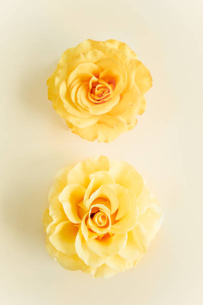 istock Yellow rose flower on beige background. Flat lay, top view 1275677675