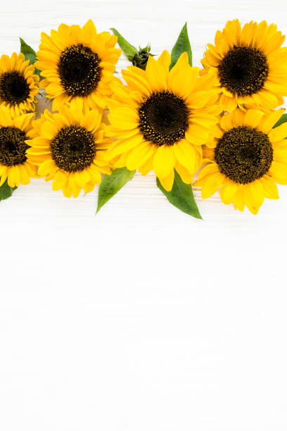 istock Beautiful with yellow sunflower on white background. Floral pattern. Flat lay, top view. Frame of flowers. Flowers texture 1275677725
