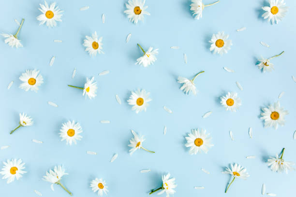 istock Pattern made of chamomiles, petals, leaves on blue background. Flat lay, top view 1275677864