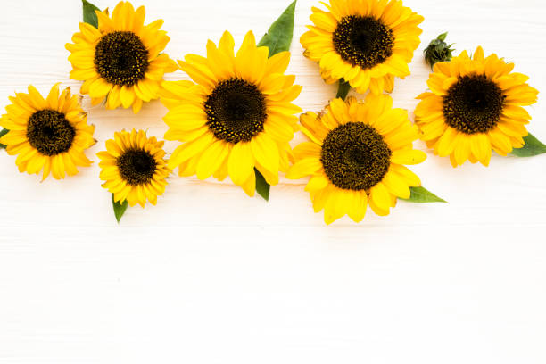 istock Beautiful with yellow sunflower on white background. Floral pattern. Flat lay, top view. Frame of flowers. Flowers texture 1275677904