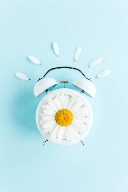 istock Composition-summer time from clock and chamomile flowers on blue background. Flat lay, top view 1275677953