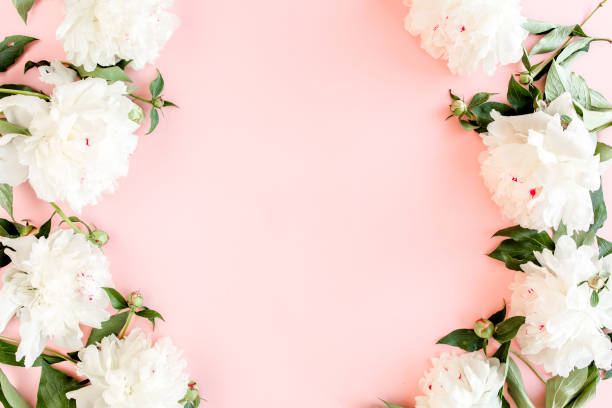 Frame of white peony flowers with space for text on pink background. Peony texture. Flat lay, top view