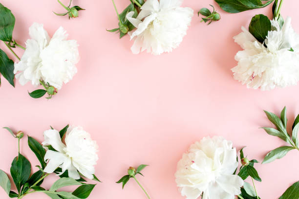 istock Frame of white peony flowers with space for text on pink background. Peony texture. Flat lay, top view 1275678702