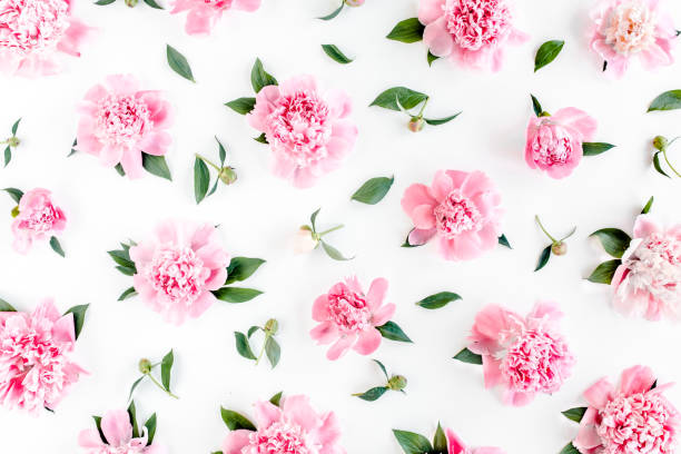 istock Pattern of pink peony flowers on white background. Peony texture. Flat lay, top view 1275678724