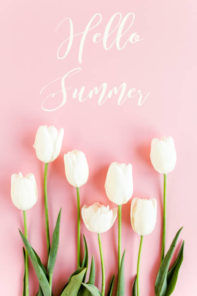 istock Hello summer text, white tulips on pink background. Minimal floral concept greeting card. Flat lay, top view 1275678750