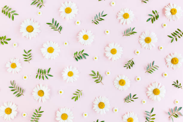 istock Pattern made of chamomiles, petals, leaves on pink background. Flat lay, top view 1275679619