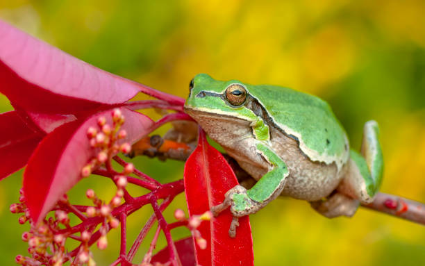 istock Beautiful Europaean Tree frog Hyla arborea 1275679667