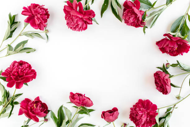 Frame made of beautiful red peonies on white background. Flat lay, top view. Valentine's background. Floral frame. Peony texture