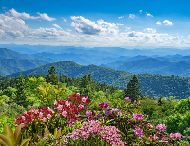 istock Beautiful flowers blooming in the  mountains. 1275680432