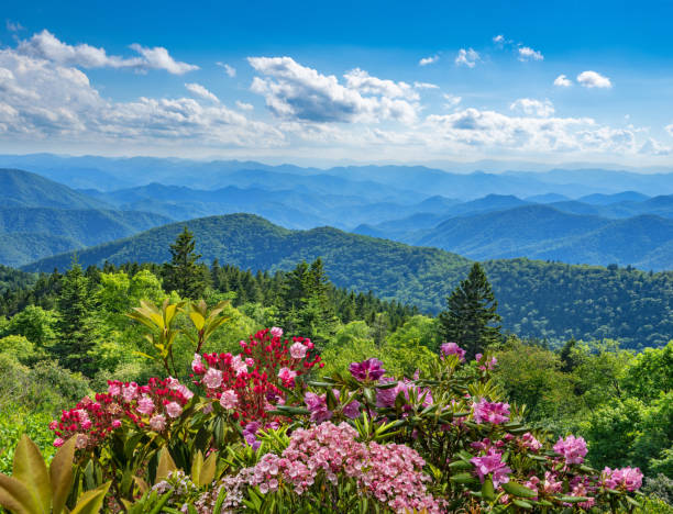Beautiful flowers blooming in the  mountains. stock photo