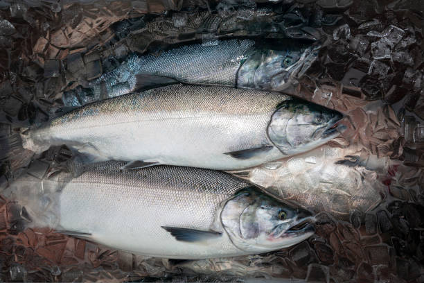 A display of fresh king salmon on ice in a showcase at the Pike Place Market in Seattle, Washington. (Converted to black and white monochrome.)