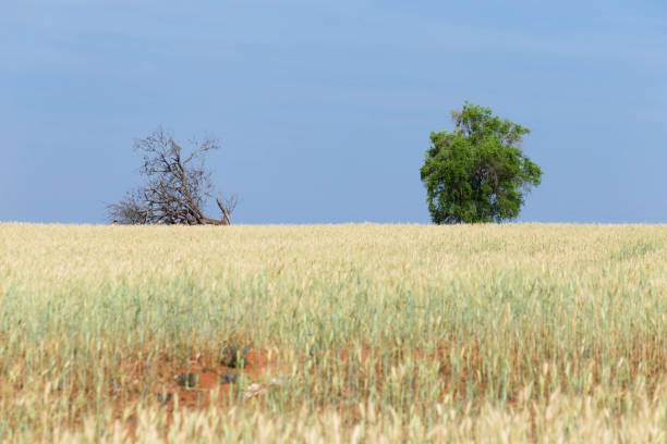 istock Yellow soybean with trees on the horizon 1275681398
