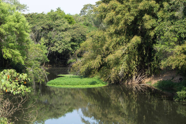 istock Calm rainforest river with green trees and cloudy weather 1275681419