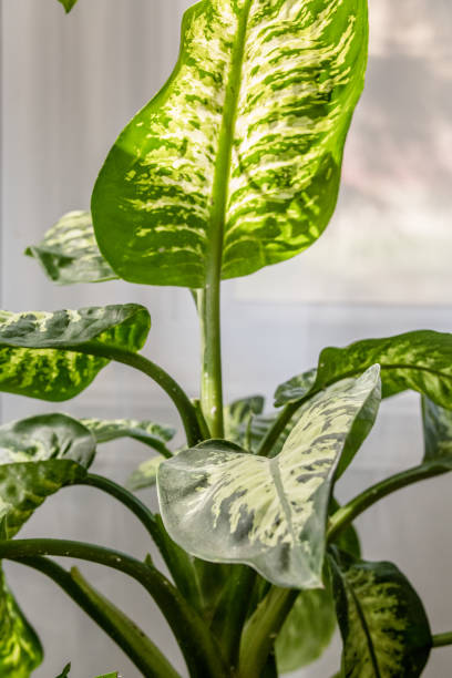 istock Backlit Fig Potted Houseplant 1275682055